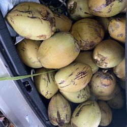 Coconuts 