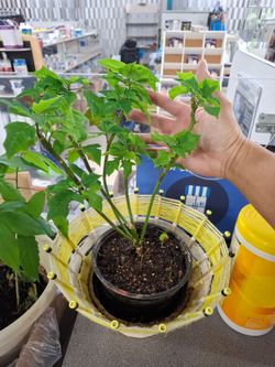 Rare bonzai poinsettia indoor plant
