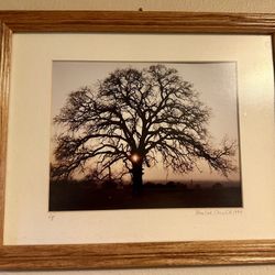 Photography Print - Blue Oak, Chico, CA. 1994