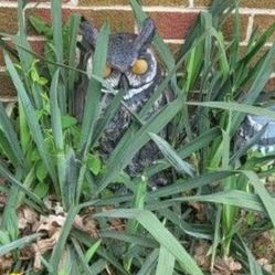 Yucca - $10 Per Start Will Dig Up When You Come Pick Up