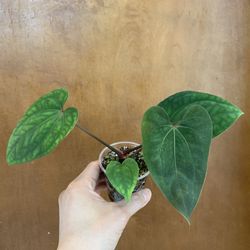 Anthurium LG Papillilaminum X AOS