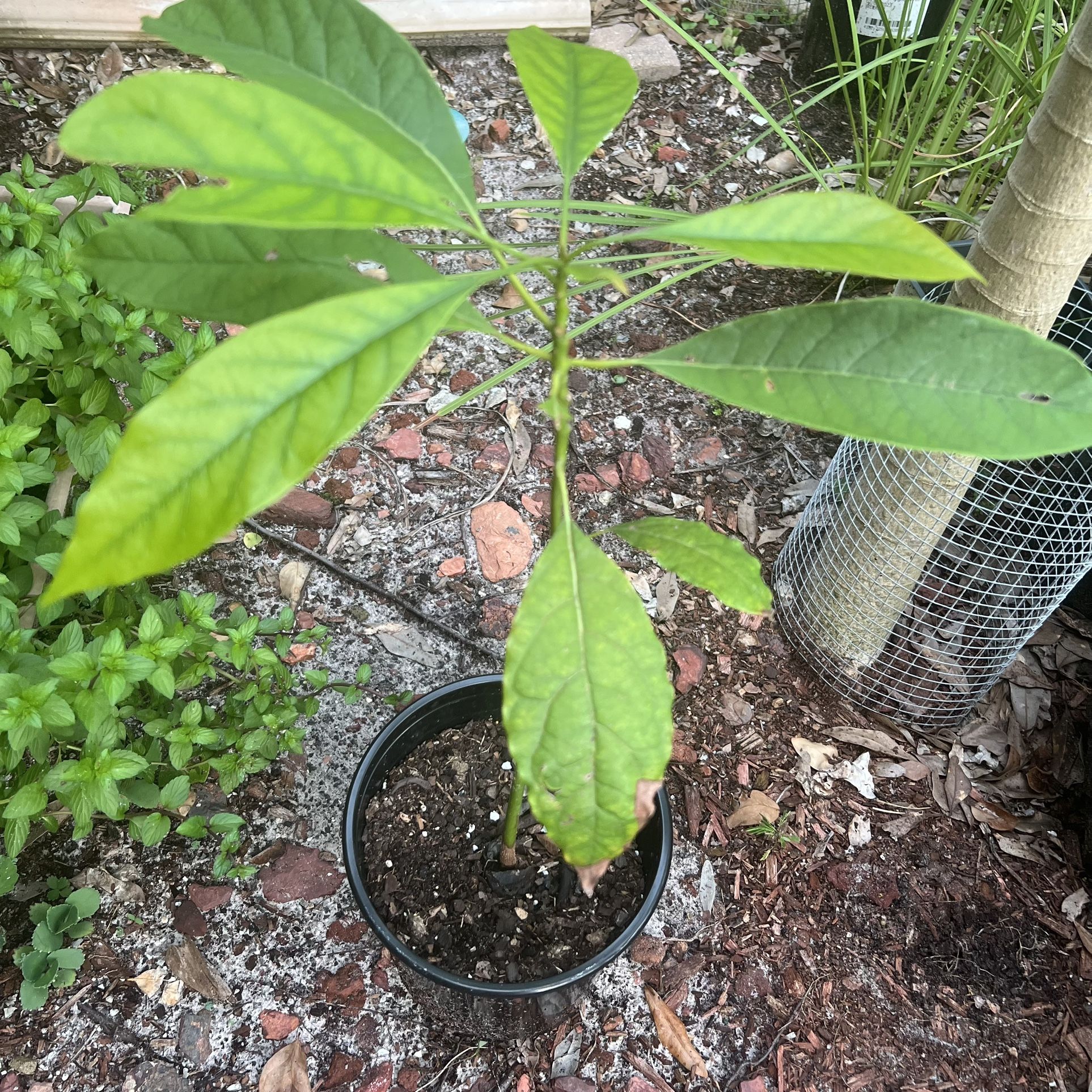 Avocado tree 🌳