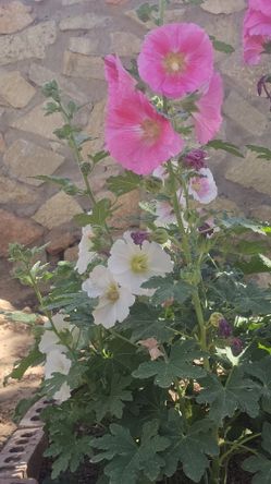 Hollyhock / Varas De San Jose