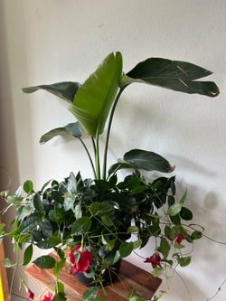 Birds of paradise Mandevilla pot