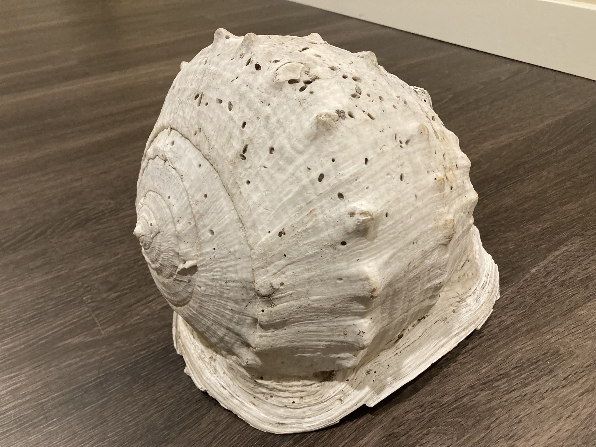 Sea Shell 🐚