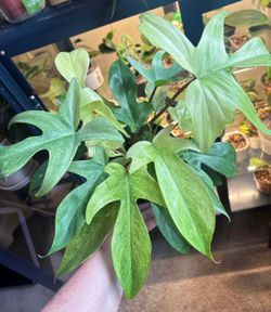 Philodendron Florida Ghost