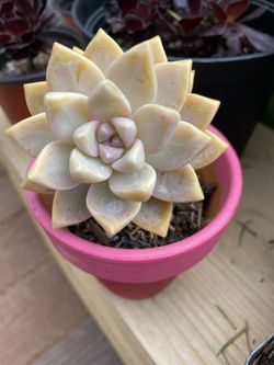 Succulent In Ceramic Pot