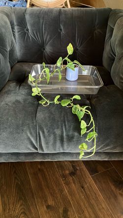 Pothos Houseplant in Small Blue La Fermière Jar pot