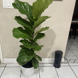 Fiddle Leaf Fig 4ft