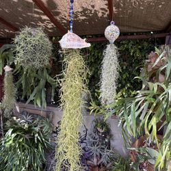 3 Extra Large Hanging Shells With Flowing Spanish Moss