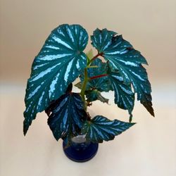 Begonia Lana - Live Plant