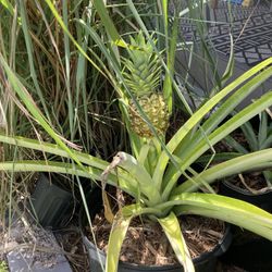 Pineapple Plants
