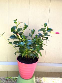 Mandevilla beautiful plant vigorous, twining vine that thrives on 5 to 7-foot vertical supports. See all pics.