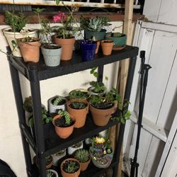  Plants 🪴 Succulents 2:00 And 5:00 Dlls 