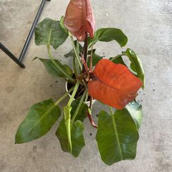 Rare " yellow blaze" Philodendron-Mature
