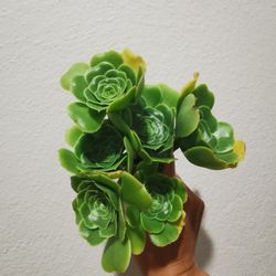 6 rare 'Pseudotabuliforme' Green Platters succulent Cuttings limited offer Hurry buy