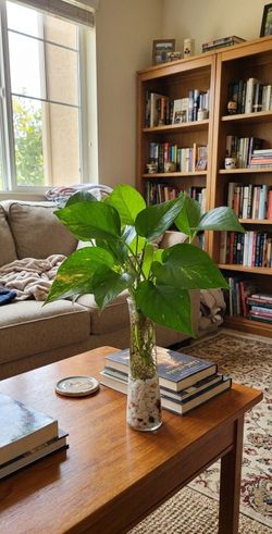 🌿 Live Golden Pothos Plant in 12" Glass Vase | Indoor Houseplant | Modern Home Decor