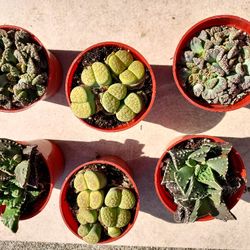 RARE PLANTS Sale IN SAN LORENZO CALIF..SKLYINE SUCCULENTS OF SAN LORENZO