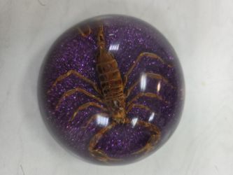 SCORPION
