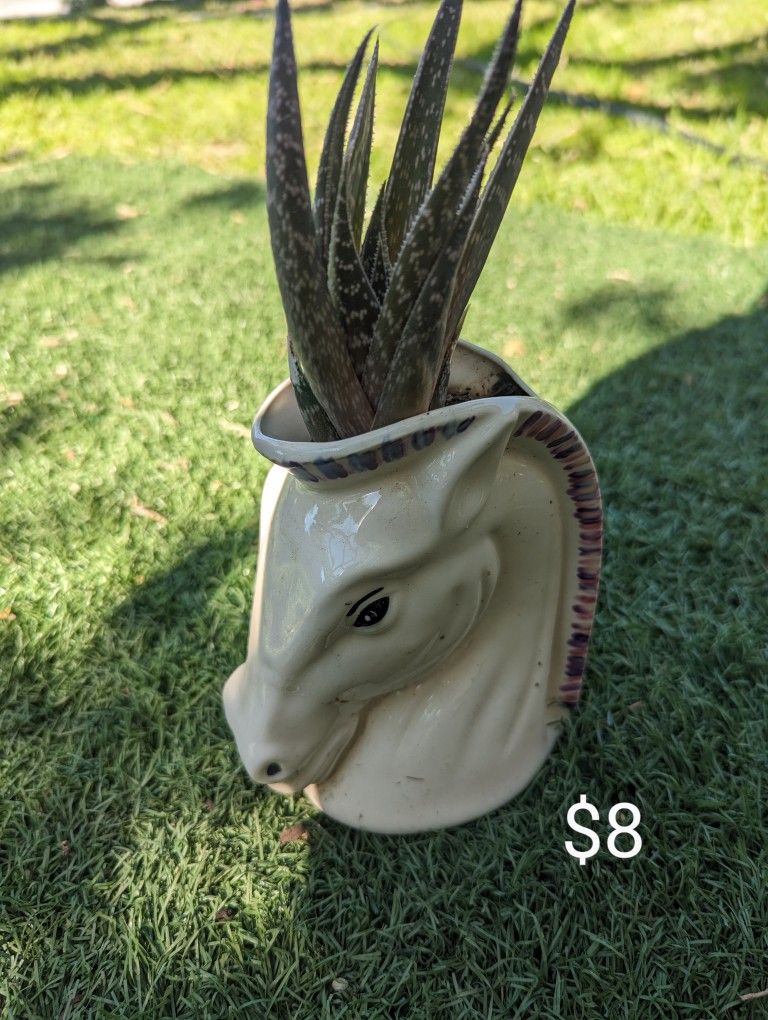 Plants For Sale