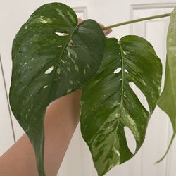 Albo Epi Plant CUTTING