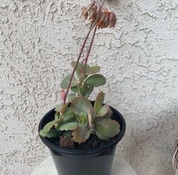 1.5 Gallon Pot Succulent Plant - Kalanchoe Fedtschenkoi - Lavender Scallops - Established Plant - Drought Resistant🪴