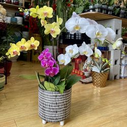 Phalaenopsis Orchid Arrangement Hoa Lan Ho Diep
