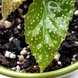 Begonia Maculata Potted House Plant 4 Inch