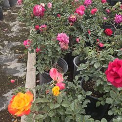 Rose Bush
