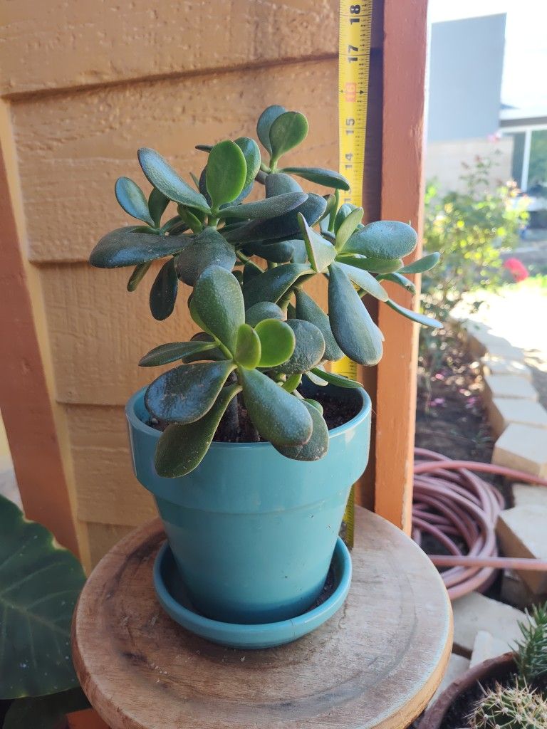 Jade In Pot