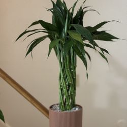 Lucky Bamboo, 22 inch