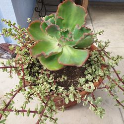 Variegated Succulents In Terracotta Pot