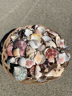 Seashells