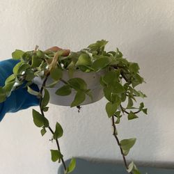 Tradescantia Plants Different Prices 