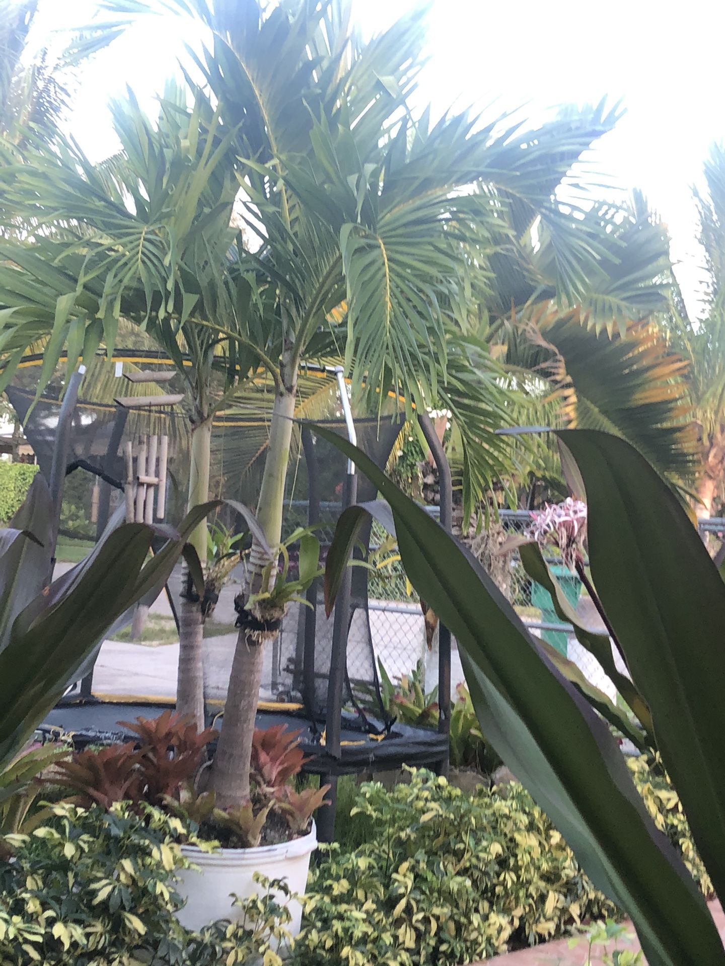 4 Tree Palms