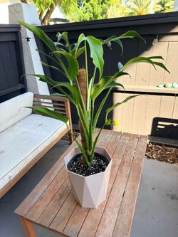 Monstera Burle Marx Flame