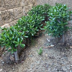 Ovata Jade Plant