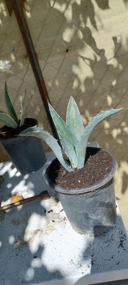 Son Pequeños Agaves Pulquero O Conosidos Tambien Como Agu Miel