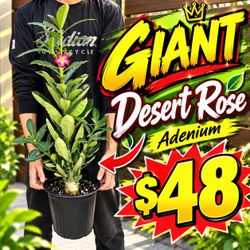 Giant Desert Rose adenium obesum