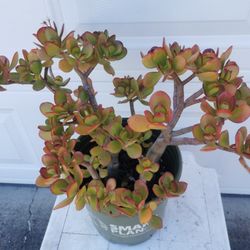 huge lucky red Jade plant bonsai old money tree 幸运发财树 only one hurry