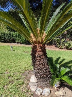** Magnificent Sago Palm Tree 28+ Years!