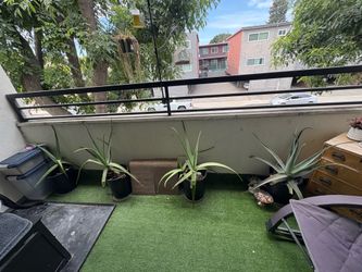 4 Large Aloe Plants