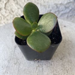 2 Inch Pot Succulent Plant - Crassula Ovata - Classic Jade Plant - Rooted & Established - Drought Resistant 🪴 Baby Shower or Wedding Favors