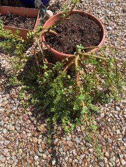 Large Succulent Elephants Food
