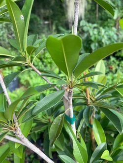Sapodilla trees Air layered in blooming