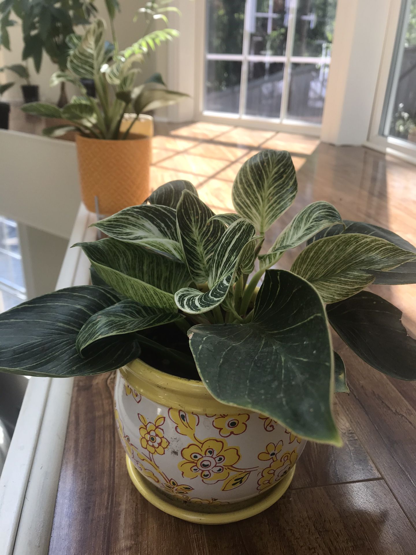 Philadendron Birkin -Indoor Plant-with Beautiful Ceramic Planter
