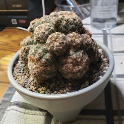 Many Cactus And Succulent, Special Sale Going On, Buy 2 Get 1 Free, Come See What I Have. 