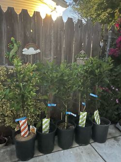 Full sun*** 4-4.5ft (5 gallon pot) Bearss Lime; Kieffer (Thai) Lime; Tangerine Dancy; Navel Orange zip95820
