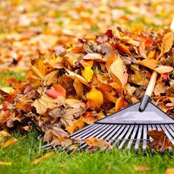 Need Your Lawn Raked ?
