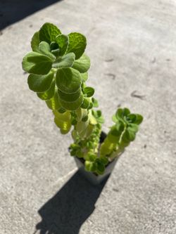 Cuban Oregano aka Vicks plant